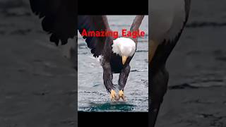 Amazing Eagle birds [upl. by Smart]