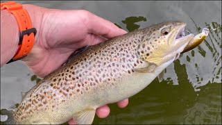 Catching Stocked Fall PA Brown Trout on Jerkbaits and Crankbaits [upl. by Hillery]