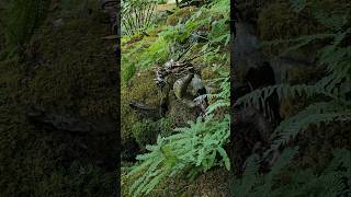 Butchart Gardens victoriabc butchartgardens waterfall dragon ferns [upl. by Krik]