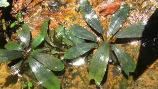 Bucephalandra sp quotSilver powderquot from Sg Berauh Kota Baru【AZ03119】 [upl. by Teria]