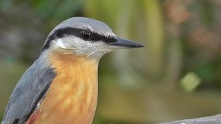 Nuthatch Bird Song and Nature Sounds  Birds Singing  One Hour of Beautiful Nuthatches [upl. by Osugi472]