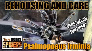 Psalmopoeus irminia quotVenezuelan Suntigerquot Rehouse and Care [upl. by Reis]