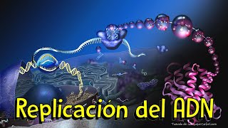 La replicación de ADN ¿Cómo una célula duplica su material genético [upl. by Enelyar]