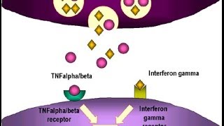 Tumor necrosis factor in cancer [upl. by Enrichetta]