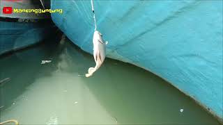 Mancing ikan kiper dan blanak [upl. by Eissed]