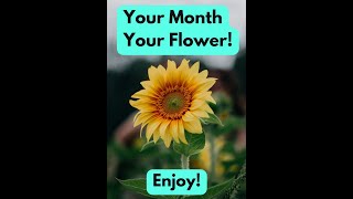 Your Month Your Flower [upl. by Kissie]