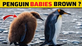 Why Penguin Babies Are Brown  Facts Unique [upl. by Ailhat]