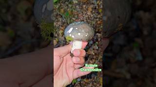 Russule Charbonnière 👌 champignons mushroom forest forêt cute nature naturelovers [upl. by Gnet]