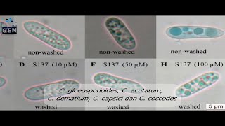 Colletotrichum sp Penyebab Antraknosa Tanaman Cabai [upl. by Ellerrehs]