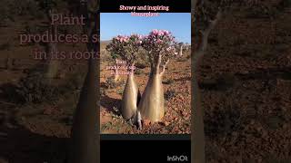 Desert rose uses shortsfeed gardening adenium flowers [upl. by Ebonee]