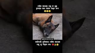 😭😭😭😭😭 ଏମିତି କଣ ପାଇଁ କୁହ shortvideos odia short subscribe [upl. by Nniw369]