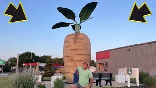 The Worlds Largest Sugar Beet [upl. by Elysia44]