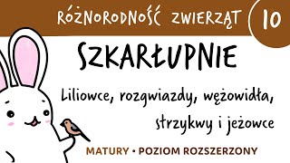 Różnorodność zwierząt 10  Szkarłupnie liliowce rozgwiazdy jeżowce itd  matura z biologii [upl. by Alonzo271]