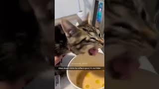 Hcatcatlover fumny fumnyvideos foryou fypage fyp fumnycatcats [upl. by Phelips428]