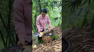 Bamboo Forest Adventure Uncovering Sustainable Bamboo Harvesting Techniques [upl. by Creigh]