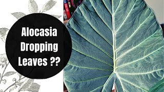 HOW TO CARE FOR AN ALOCASIA REGAL SHIELD PLANT  REPOT WITH ME [upl. by Eislrahc]