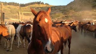 Eatons Ranch Wyoming Morning Horse Roundup [upl. by Maffa]