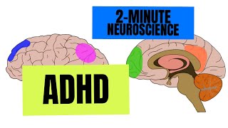 2Minute Neuroscience ADHD [upl. by Suollecram]