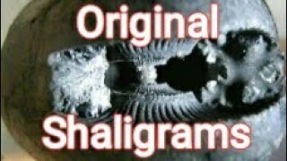 Original shaligram stone of kaligandaki of nepal Shaligrama stone sankha chakra gadha padma [upl. by Havener]