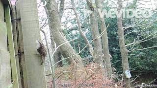 Treecreeper Nest Video 1 [upl. by Opiak861]