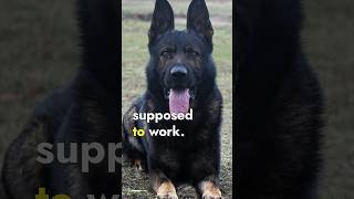 The German Shepherd dog is not a working but a herding breed germanshepherd gsd dogobedience [upl. by Rudman]