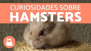 10 CURIOSIDADES sobre HAMSTERS 🐹❤️ [upl. by Doscher]