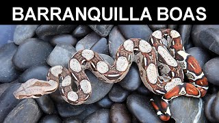 Barranquilla Colombia Locality Boa Constrictors [upl. by Northington]