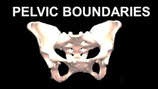 Chp29  Bondaries of PELVIS  Introduction to PELVIS  BDC Vol2  Dr Asif Lectures [upl. by Dion]