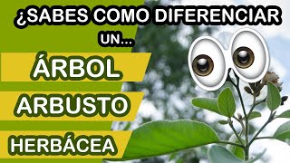 Como diferenciar entre un árbol un arbusto y una herbácea [upl. by Jarv]