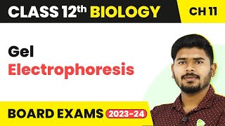 Gel Electrophoresis  Biotechnology Principles and Processes  Class 12 Biology 202223 [upl. by Fabiano]