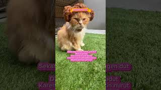 Si oren sunat catcatlover kucinglucu [upl. by Nivrek]