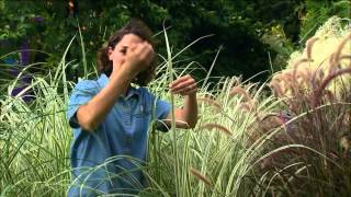 Blades and Plumes Garden Miscanthus Cultivars [upl. by Haveman60]