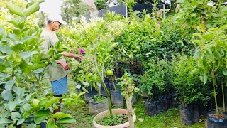 Nos encontramos un vivero con muchos árboles frutales aquí en Lourdes colon El Salvador [upl. by Shanly]