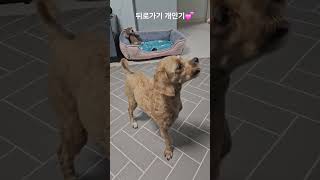 루이 뒤로가기 개인기 배웠어요🐶🐾말티푸 강아지일상 puppy [upl. by Namron]