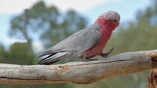 Galah Grove Radiant Charm of Roseate Feathers  Birds amp Hearts [upl. by Raji]