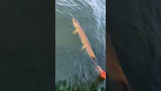 muskiefishing fishinglife fishing musky muskie minneostafishing freshwaterfish gamefish [upl. by Norwood688]