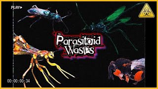 PARASITOID WASPS  Coolest species  my finds [upl. by Lletnahc]