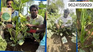 GRAAM SEVAK HY OKRA DOLVAN TALUKA kenaseeds1424  9624159929 [upl. by Atnwahs]