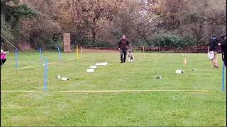 Rally Obedience Turnier beim SG OV Baiersdorf [upl. by Barstow451]