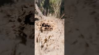 Inside a Termite Mound A Fascinating CloseUp Journey [upl. by Lach]