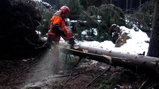 DANGEROUS WORK in the forest with the Husqvarna 572XP chain saw [upl. by Iana222]