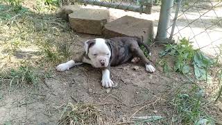 Alapaha BlueBlood Bulldog puppy [upl. by Jervis]