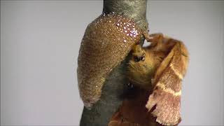 Eastent tent caterpillar laying eggs [upl. by Epul745]