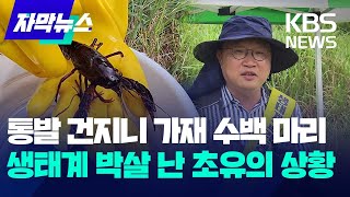 자막뉴스 통발 건지니 수백 마리미국 가재 미스터리  KBS 20230913 [upl. by Henleigh]