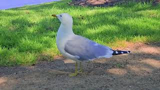 Seagull cleaning feather [upl. by Tannie]