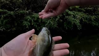 Fly Fishing How To The HopperDropper [upl. by Nesnar]