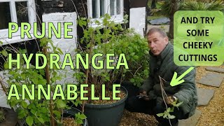 PRUNING HYDRANGEA ANNABELLE [upl. by Orvan255]