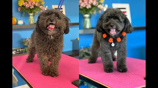 Coco Poodle Mix Groom [upl. by Enamrahc462]