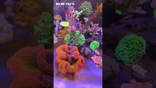 rainbow carpet sea anemone facts fishtank [upl. by Haik]