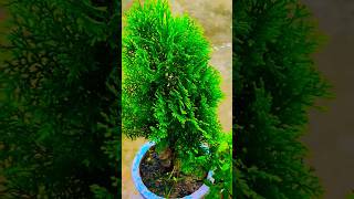 Mor pakhi care tips in potsreni sijan me plant care kaise kare youtubeshorts [upl. by Arrait]